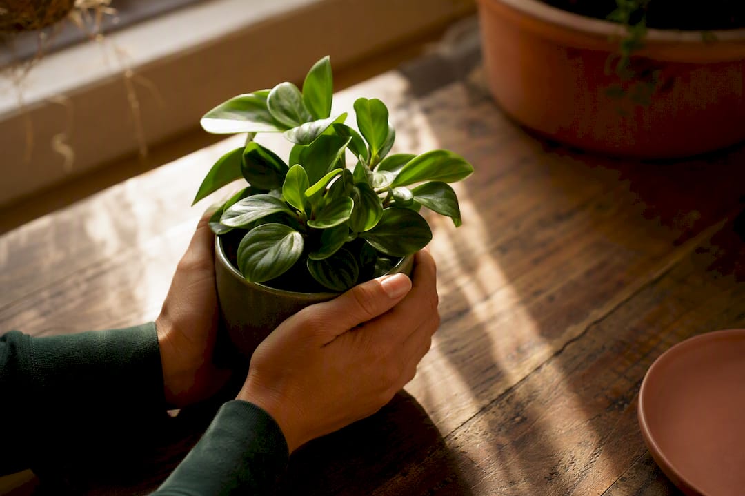 Hands holding small potted desk plant
